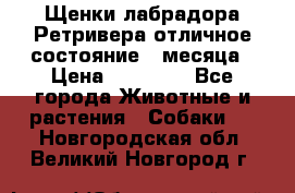 Щенки лабрадора Ретривера отличное состояние 2 месяца › Цена ­ 30 000 - Все города Животные и растения » Собаки   . Новгородская обл.,Великий Новгород г.